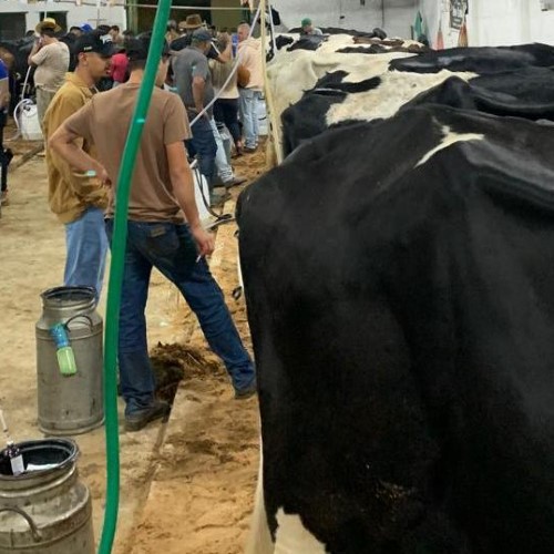 Torneio Leiteiro de Rio Claro será realizado durante a Festa do Peão